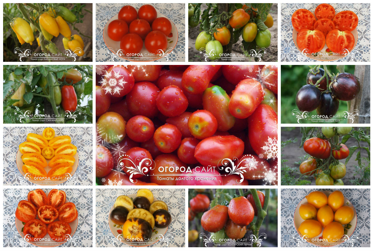 Семена томатов покупатели профессиональные семена огурцы